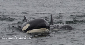 Killer Whales, photo by Daniel Bianchetta