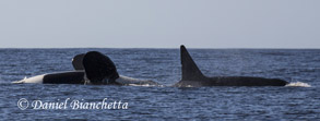 Killer Whales, photo by Daniel Bianchetta