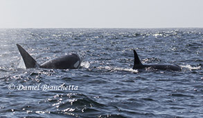 Killer Whales, photo by Daniel Bianchetta