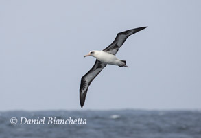 Laysan Albatross, photo by Daniel Bianchetta