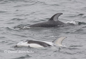 Leucistic Pacific White-sided Dolphin, photo by Daniel Bianchetta