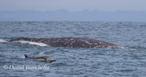 Long-beaked Common Dolphin by Gray Whale, photo by Daniel Bianchetta