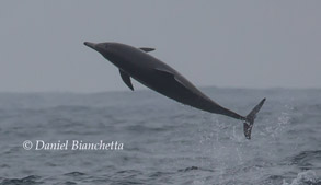 Long-beaked Common Dolphin, photo by Daniel Bianchetta