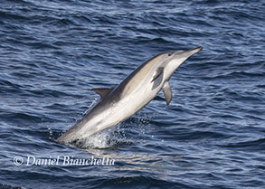 Long-beaked Common Dolphin, photo by Daniel Bianchetta