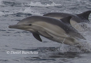 Long-beaked Common Dolphins, photo by Daniel Bianchetta