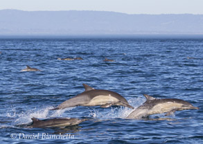 Long-beaked Common Dolphins, photo by Daniel Bianchetta