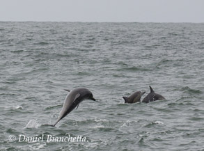 Long-beaked Common Dolphins, photo by Daniel Bianchetta