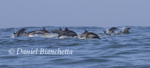 Long-beaked Common Dolphins, photo by Daniel Bianchetta