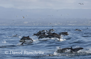 Long-beaked Common Dolphins, photo by Daniel Bianchetta