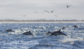 Long-beaked Common Dolphins, photo by Daniel Bianchetta