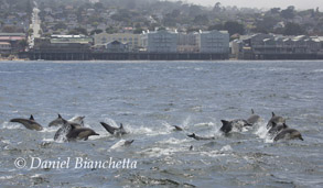 Long-beaked Common Dolphins, photo by Daniel Bianchetta