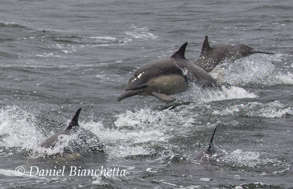 Long-beaked Common Dolphins, photo by Daniel Bianchetta