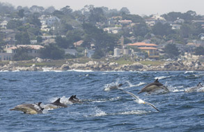 Long-beaked Common Dolphins, photo by Daniel Bianchetta