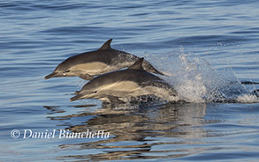 Long-beaked Common Dolphins, photo by Daniel Bianchetta