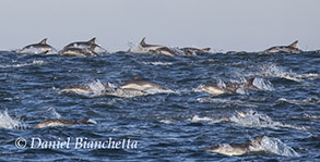 Long-beaked Common Dolphins, photo by Daniel Bianchetta