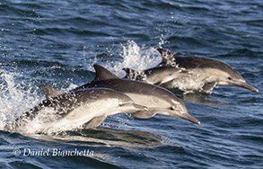 Long-beaked Common Dolphins, photo by Daniel Bianchetta