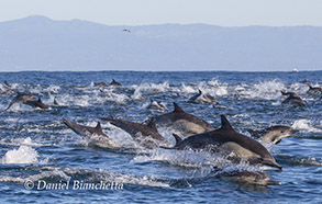 Long-beaked Common Dolphins, photo by Daniel Bianchetta