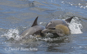 Long-beaked Common Dolphins, photo by Daniel Bianchetta