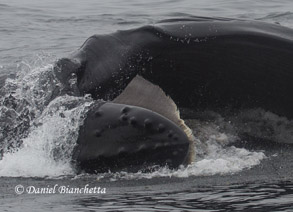 Lunge-feeding Humpback Whale with baleen showing, photo by Daniel Bianchetta