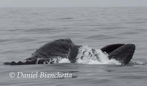 Lunge-feeding Humpback Whale, photo by Daniel Bianchetta