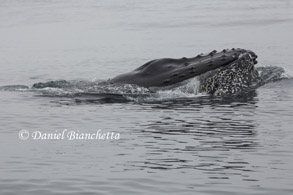 Lunge feeding Humpback Whale, photo by Daniel Bianchetta