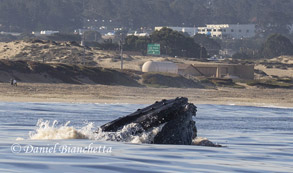 Lunge-feeding Humpback Whale, photo by Daniel Bianchetta