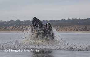 Lunge-feeding Humpback Whale and  Long-beaked Common Dolphin, photo by Daniel Bianchetta