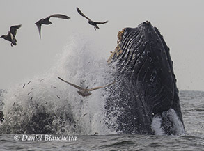 Lunge-feeding Humpback Whale, photo by Daniel Bianchetta