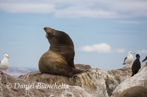 Male California Sea Lion, photo by Daniel Bianchetta