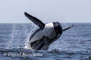 8-hour All Day whale watching trips