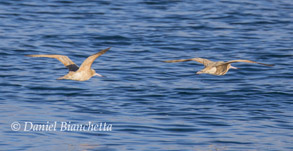 Marbeled Godwits, photo by Daniel Bianchetta