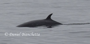 Minke Whale, photo by Daniel Bianchetta