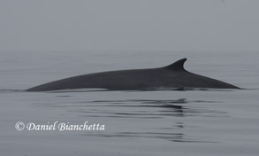 Minke Whale, photo by Daniel Bianchetta