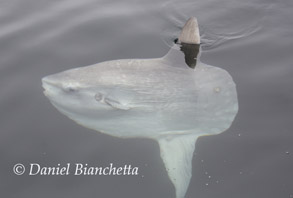 Mola Mola (Ocean Sunfish), photo by Daniel Bianchetta