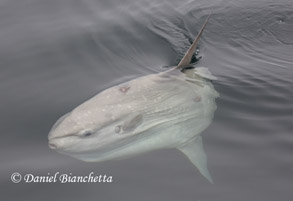 Mola Mola (Ocean Sunfish), photo by Daniel Bianchetta