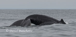 Mother and calf Humpback Whales, photo by Daniel Bianchetta