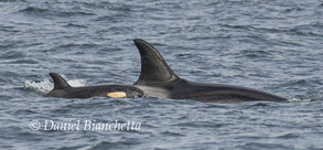 Mother and calf Killer Whales, photo by Daniel Bianchetta