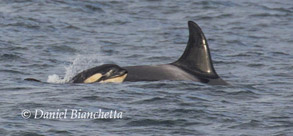 Mother and calf Killer Whales, photo by Daniel Bianchetta