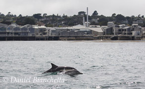 Mother and calf Long-beaked Common Dolphins by Aquarium, photo by Daniel Bianchetta