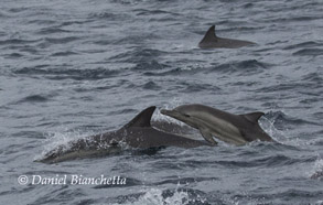 Mother and calf Long-beaked Common Dolphins, photo by Daniel Bianchetta