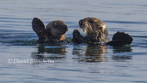 Mother and pup Southern Sea Otter, photo by Daniel Bianchetta