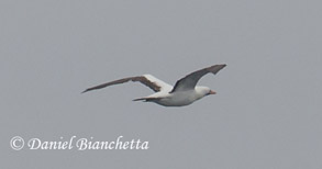 Nazca Booby, photo by Daniel Bianchetta