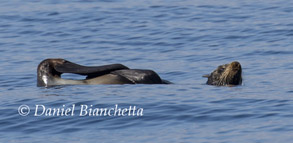 Northern Fur Seal, photo by Daniel Bianchetta