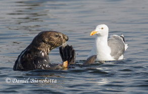 Sea Otter and Seagull, photo by Daniel Bianchetta