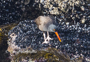 Oystercatcher, photo by Daniel Bianchetta