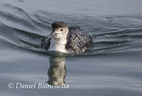 Pacific Loon in breeding plumage, photo by Daniel Bianchetta