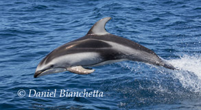 Pacific White-sided Dolphin, photo by Daniel Bianchetta