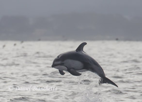 Pacific White-sided Dolphin, photo by Daniel Bianchetta