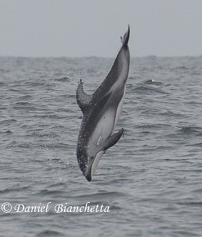 Pacific White-sided Dolphin, photo by Daniel Bianchetta