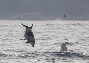 Pacific White-sided Dolphins, photo by Daniel Bianchetta